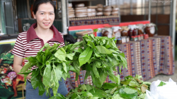 Tốt um trong rừng Quảng Ngãi (gồm địa phận Kon Tum), lá rừng ngọt như mì chính, hơn nước ninh xương ra chợ là hết sạch