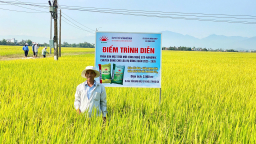 Dùng phân bón thế hệ mới, nông dân Đắk Lắk thu hơn 80 tạ lúa/ha