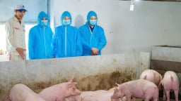 Ninh Bình: Quyết liệt khống chế dịch tả lợn châu Phi, mục tiêu tiêm phòng đạt trên 80%