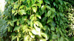 Thu hoạch hồ tiêu tại Việt Nam và Ấn Độ chịu ảnh hưởng bởi thời tiết và thiếu lao động