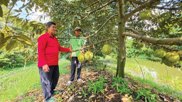 Đang chín rộ mà loại quả ngon 'quả tỷ đô' này ở Cần Thơ bán giá rẻ quá, nhà vườn 'phá huề' là may, không thì lỗ nặng