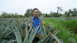 Quả khóm Tắc Cậu ở Kiên Giang, nay là tỉnh An Giang, từ trái cây vườn đến chế biến thành sản phẩm sao OCOP