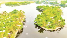 Dân một làng ở Bắc Ninh hơn 30 năm kiên trì trồng loại cây này, nay nắm trong tay một bảo vật quý giá, đó là thứ gì?