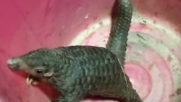 Clip cận cảnh con động vật hoang dã quý hiếm mang “áo giáp” được phát hiện trong vườn nhà dân Nghệ An