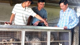 Nuôi loài vật hoang dã ăn chuối 'như chảo chớp', một nông dân Quảng Bình, nay là tỉnh Quảng Trị thu trăm triệu/năm