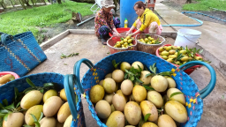 Loại trái to nguồn gốc nhập ngoại, giàu vitamin, trồng thành công, một người Tiền Giang, nay là Đồng Tháp xây biệt thự