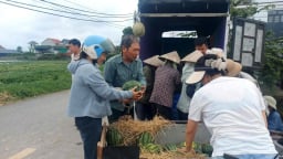 Thứ quả “càng nắng càng ngọt”, nắng nóng 40 độ, nông dân Hải Phòng vẫn ra đồng khuân lên bờ bán hút hàng