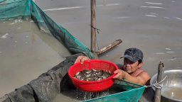 Cá chạch sông là loại cá gì, cá ngon này nuôi thành công ở Cần Thơ, có nơi bán cao nhất là 500.000 đồng/kg