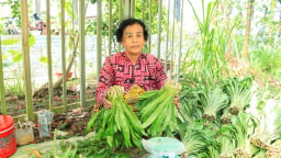 Thứ rau gia vị thơm phức này trồng tốt um trong vườn cây ăn trái, ở Cần Thơ (địa phận Sóc Trăng), cứ cắt bán là ngon ơ