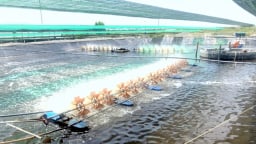 Phường Vĩnh Yên, tỉnh Phú Thọ mới (địa phận tỉnh Vĩnh Phúc cũ) hướng dẫn dân thực hiện quy định về nuôi trồng thủy sản