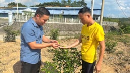 Sang tận Trung Quốc  'tầm sư', một người Lạng Sơn mang cây cho ra quả vàng ươm về trồng, hứa hẹn thu tiền tỷ