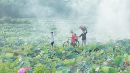 Đầm sen Trà Lý hút du khách đến thưởng ngoạn, check-in 
