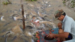 Một đàn cá khổng lồ xuất hiện ở sông Tiền, đang 'ăn vạ' người dân phường Hồng Ngự, tỉnh Đồng Tháp mới
