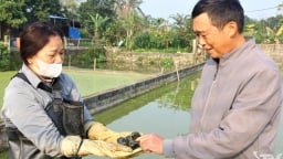 Con vật gì chả cắn ai bao giờ, ăn toàn đồ bỏ đi, nuôi thành công ở xã này Thái Nguyên, bán lứa nào hết veo lứa đó