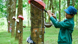 Tập đoàn Cao su (GVR) không đáp ứng điều kiện công ty đại chúng