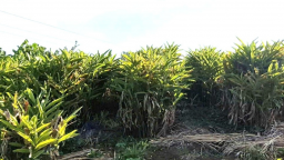 Chỉ với hơn 2ha trồng loại cây này, lão nông ở Thanh Hóa “đút túi” nửa tỷ đồng/năm, còn 'lôi kéo' nhiều người làm theo