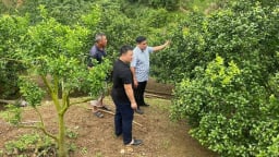 Nông thôn Tây Bắc: Mường Cơi hỗ trợ nông dân phát triển cây ăn quả từ nguồn vốn Quỹ Hỗ trợ nông dân