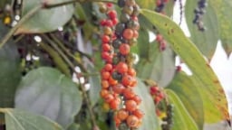 Trung Quốc vẫn chưa có biểu hiện tăng mua hồ tiêu Việt Nam, giá tiêu không đi lên cũng không đi xuống