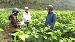 Lào Cai: Đẩy mạnh phát triển nghề trồng dâu nuôi tằm, nâng cao thu nhập cho nông dân