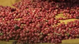 Cà phê tăng trở lại, riêng tại tỉnh Lâm Đồng giá cà phê tăng mạnh nhất