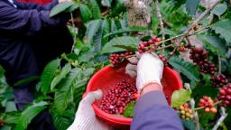 Giá cà phê hai sàn giảm với biên độ mạnh, cà phê trong nước cũng biến động không nhỏ