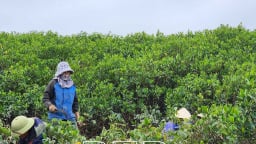 Khu rừng nổi tiếng ở Thái Bình rộng 4.220ha, dân vô bắt thứ gì mà kiếm ra tiền?