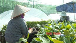 Đua nhau trồng mới loại cây gì ở Bình Phước mà giá cây giống tăng cao đột biến?