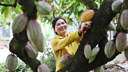 Loại cây ra quả ngay thân trồng thành công ở Lâm Đồng, bẻ quả to bự bán, dân có thu nhập cao