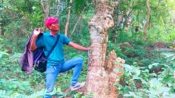 Đây là loài cây cổ thụ mọc hoang trên núi Cấm An Giang, nhìn thôi có người 'choáng'