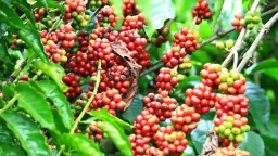 Giá cà phê giữ vững, thị trường đang theo dõi sát sao diễn biến thời tiết ở Việt Nam
