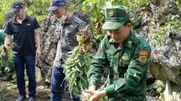 Cây quốc cấm ở Hà Giang là cây gì mà ngành chức năng đi phá nhổ, khi phát hiện ra, có nhà đã rạch quả?