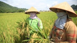 Vinaseed 'thay áo mới' cho loạt giống lúa chủ lực: Nâng tầm thương hiệu, bảo vệ nông dân
