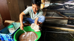Nuôi con đặc sản bình dân dày đặc ở Hà Tĩnh, bắt cuốn chiếu, bán quanh năm, anh Đài Loan phát tài
