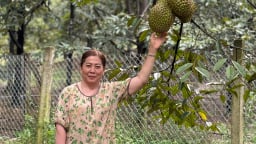Đầu mùa sầu riêng, một tỷ phú Lâm Đồng trồng sầu riêng la liệt, ngay lúc này đã có vô số trái sầu riêng chín đến nơi
