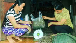 Trời chập choạng leo lên ngọn núi ở Hòa Bình bắt con động vật 'lạ đời' này, sáng ra bán đắt như tôm tươi