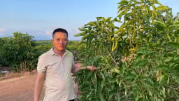 Một tỷ phú Bà Rịa-Vũng Tàu trồng loại cây gì một thời 'làm mưa làm gió' mà nay thu 15 tỷ/năm?
