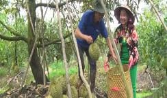 Trước khi sáp nhập diễn ra, nhà vườn trồng cây đặc sản Tiền Giang đang khẩn trương làm điều này