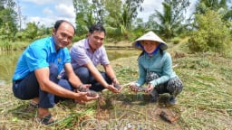 Nuôi cá bống tượng trong đầm tôm bỏ hoang, chị nông dân Cà Mau bắt lên toàn con to, bán giá 380.000 đồng/kg