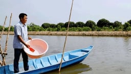 Tỷ phú Cần Thơ, đào ao nuôi loại cá đồng bình dân này, một nông dân lời 2 tỷ/năm