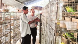  Có 36 thứ chim, sao ở Bến Tre dân mê nuôi chim bé xinh, dáng đẹp, tiếng kêu hay này?