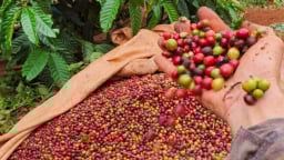 Giá cà phê liên tục đảo chiều, lại tăng lên mạnh mẽ hôm nay
