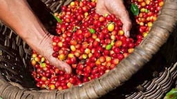 Tăng mạnh mẽ cuối tuần, giá cà phê vẫn có tuần đi xuống, thuế Mỹ 10% tác động tiêu cực đến tiêu dùng