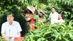 Phó Chủ tịch Kon Tum chỉ đạo “giữ nhịp” phát triển cà phê xứ lạnh