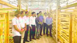 Một HTX ở Hà Tĩnh dùng công nghệ nuôi cấy mô trong nhân giống cây trồng, ai nhìn vô cũng 'choáng'