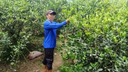 Vườn quả không hạt tốt um ở Tây Ninh, nghe tên 'nước miếng giàn giụa', hễ bẻ bán là hết veo