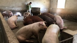 Đa dạng hóa vật nuôi theo hướng nào mà một thành phố ở Sơn La số hộ khá giàu tăng thấy rõ?