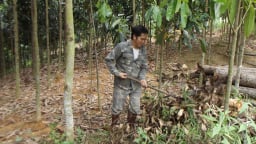  Một nông dân trồng quế ở Lào Cai giúp nhiều hộ vươn lên thoát nghèo