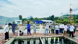 Đây, loại cá đặc sản nuôi thành công ở hồ nước khổng lồ Hòa Bình-Sơn La, đã đẹp dáng đẹp da còn bán đắt hàng, người ta ra xem