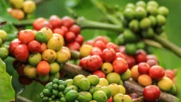Giá cà phê tiếp tục giảm đồng loạt, lạc quan về triển vọng nguồn cung tại Brazil