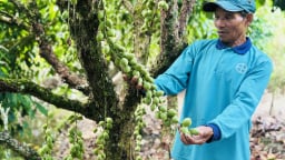 Thứ cây lạ lùng ở Kiên Giang, ra trái ngon quá trời, cản đâu có kịp, dân trúng mùa, bán giá hời